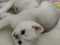 Türkiye güzeli anne babadan safkan british shorthair 