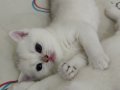 Türkiye güzeli anne babadan safkan british shorthair 
