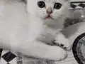 Türkiye güzeli anne babadan safkan british shorthair