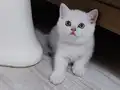 Türkiye güzeli anne babadan safkan british shorthair