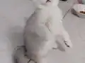 Türkiye güzeli anne babadan safkan british shorthair