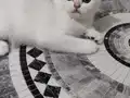 Türkiye güzeli anne babadan safkan british shorthair