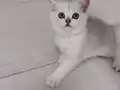 Türkiye güzeli anne babadan safkan british shorthair