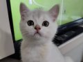 Türkiye güzeli babadan british shorthair 