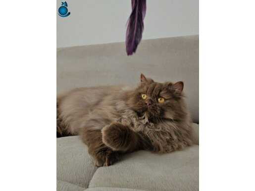 SAFKAN CİNNAMON BRİTİSH LONGHAİR YAVRU ERKEK