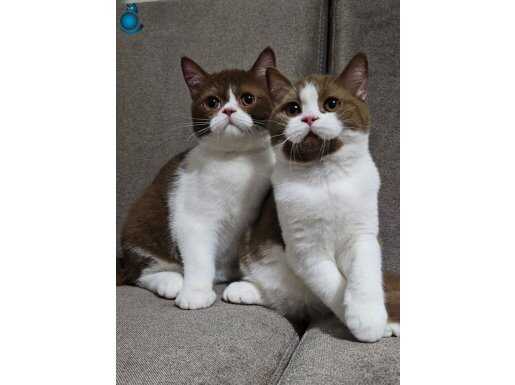 KAHVE BEYAZ BRİTİSH SHORTHAİR YAVRULARIMIZ