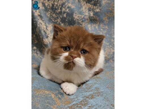 SAFKAN CİNNAMON BICOLOR BRİTİSH SHORTHAİR DİŞİ 