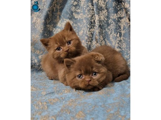 KAHVERENGI CİNNAMON BRİTİSH SHORTHAİR YAVRULARIMIZ