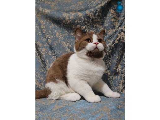 SAFKAN CİNNAMON BICOLOR BRITISH YAVRULAR
