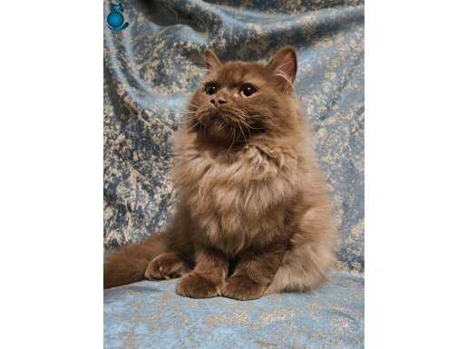 KAHVERENGI BRİTİSH LONGHAİR YAVRU KEDI