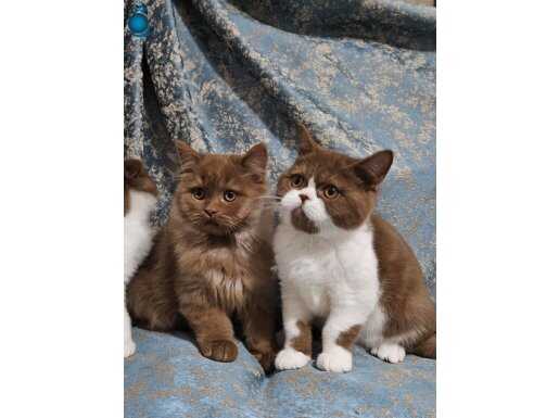 KAHVE CİNNAMON BRİTİSH SHORTHAİR ve LONGHAİR YAVRULARIMIZ