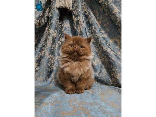 KAHVERENGİ CİNNAMON BRITISH LONGHAIR DİŞİ YAVRU