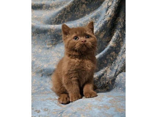 Kahverengi Ci̇nnamon Bri̇ti̇sh Shorthai̇r Yavrularimiz