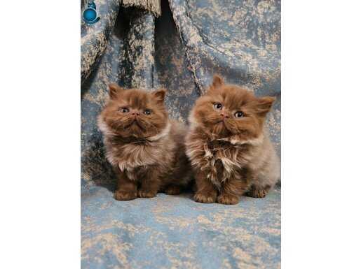 KAHVERENGİ CİNNAMON BRİTİSH LONGHAİR YAVRU