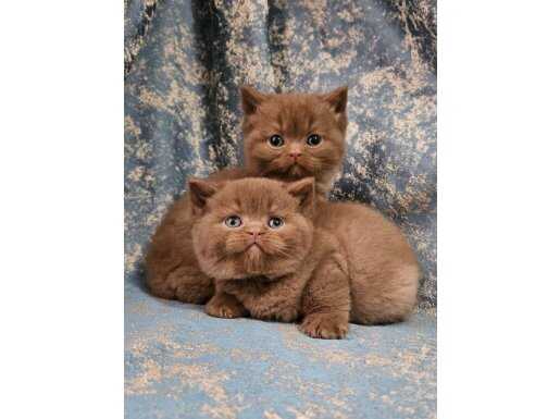 KAHVERENGI CİNNAMON BRİTİSH SHORTHAİR YAVRULARIMIZ