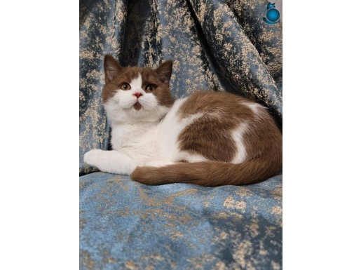 KAHVE-BEYAZ CİNNAMON BICOLOR BRİTİSH SHORTHAİR YAVRU