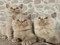 FAWN RENK BRİTİSH SHORTHAİR YAVRULARIMIZ 