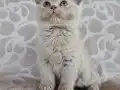 FAWN RENK BRİTİSH SHORTHAİR YAVRULARIMIZ 