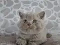 FAWN RENK BRİTİSH SHORTHAİR YAVRULARIMIZ 