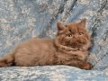 KAHVERENGİ CİNNAMON TARCİN BRİTİSH LONGHAİR YAVRU DİŞİ