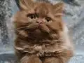 KAHVERENGİ CİNNAMON TARCİN BRİTİSH LONGHAİR YAVRU