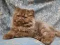 KAHVERENGİ CİNNAMON TARCİN BRİTİSH LONGHAİR YAVRU