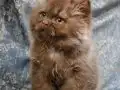 KAHVERENGİ CİNNAMON TARCİN BRİTİSH LONGHAİR YAVRU