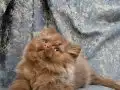 KAHVERENGİ CİNNAMON TARCİN BRİTİSH LONGHAİR YAVRU