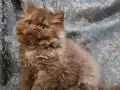 KAHVERENGİ CİNNAMON TARCİN BRİTİSH LONGHAİR YAVRU