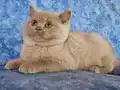 ÖZEL RENK FAWN BRİTİSH SHORTHAİR YAVRU ERKEK