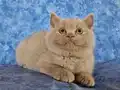 ÖZEL RENK FAWN BRİTİSH SHORTHAİR YAVRU ERKEK