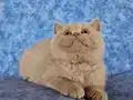 ÖZEL RENK FAWN BRİTİSH SHORTHAİR YAVRU ERKEK