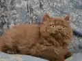 SAFKAN CİNNAMON VE CİNNAMON BİCOLOR BRİTİSH LONGHAİR YAVRU