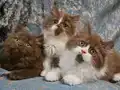 SAFKAN CİNNAMON VE CİNNAMON BİCOLOR BRİTİSH LONGHAİR YAVRU