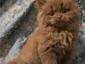 SAFKAN CİNNAMON TARÇIN KAHVERENGİ BRİTİSH YAVRU