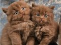 Cinnamon Tarçın Kahve British Shorthair ve Longhair Yavrular