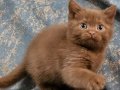 Cinnamon Tarçın Kahve British Shorthair ve Longhair Yavrular