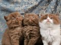 Cinnamon Tarçın Kahve British Shorthair ve Longhair Yavrular