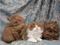Cinnamon Tarçın Kahve British Shorthair ve Longhair Yavrular