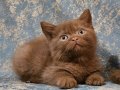 Cinnamon Tarçın Kahve British Shorthair ve Longhair Yavrular