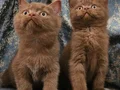 KAHVE CİNNAMON BRİTİSH SHORTHAİR YAVRUMUZ 