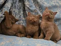 KAHVE CİNNAMON BRİTİSH SHORTHAİR YAVRUMUZ 