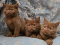 KAHVE CİNNAMON BRİTİSH SHORTHAİR YAVRUMUZ 