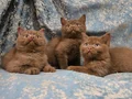 KAHVE CİNNAMON BRİTİSH SHORTHAİR YAVRUMUZ 