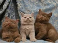 Özel Renk Fawn British Shorthair Yavrumuz