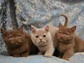 Özel Renk Fawn British Shorthair Yavrumuz