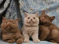Özel Renk Fawn British Shorthair Yavrumuz