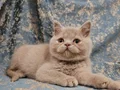 Özel Renk Fawn British Shorthair Yavrumuz