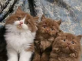 KAHVERENGİ CİNNAMON BRİTİSH LONGHAİR YAVRULARIMIZ