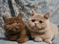SAFKAN KAHVE CİNNAMON & FAWN BRITISH SHORTHAİR YAVRULARIMIZ